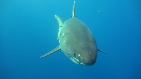 Fascinating underwater diving with Great white sharks. The Island Of Guadalupe. Of the Pacific ocean. Mexico.