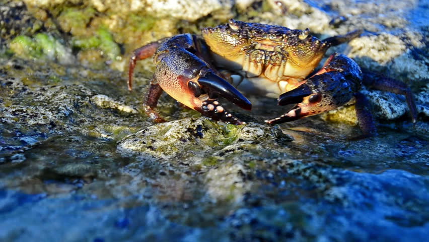 large stone crab goes water on Stock Footage Video (100% Royalty-free ...