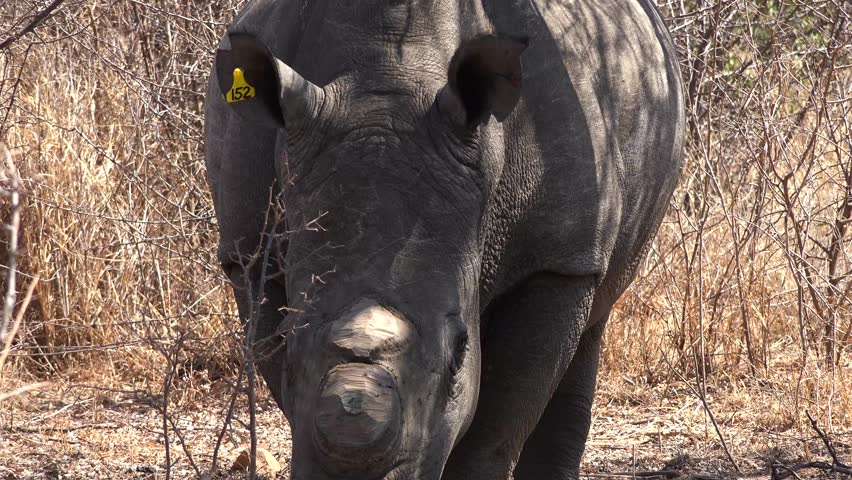 Dehorned white Rhino near Metabos National Park (Zimbabwe) as 4k footage Royalty-Free Stock Footage #22362049