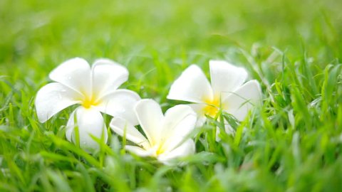 White plumeria flowers on grass background