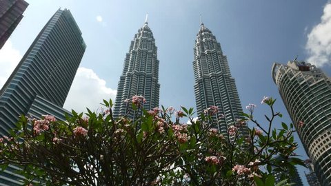 KUALA LUMPUR, MALAYSIA - FEBRUARY 27, 2015: Flowering plumeria tree against Petronas Twin Towers, dolly panning shot. Fresh pink blossoming frangipani tree, covered with many flowers, Camera move back