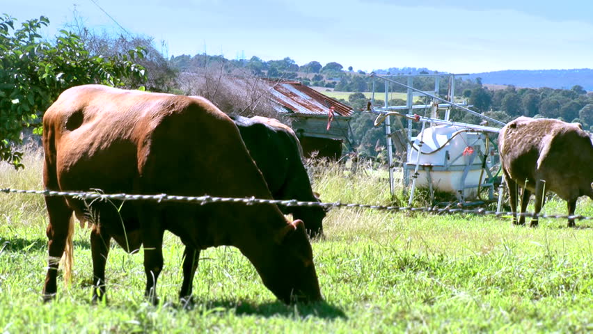 Australia - cows in field