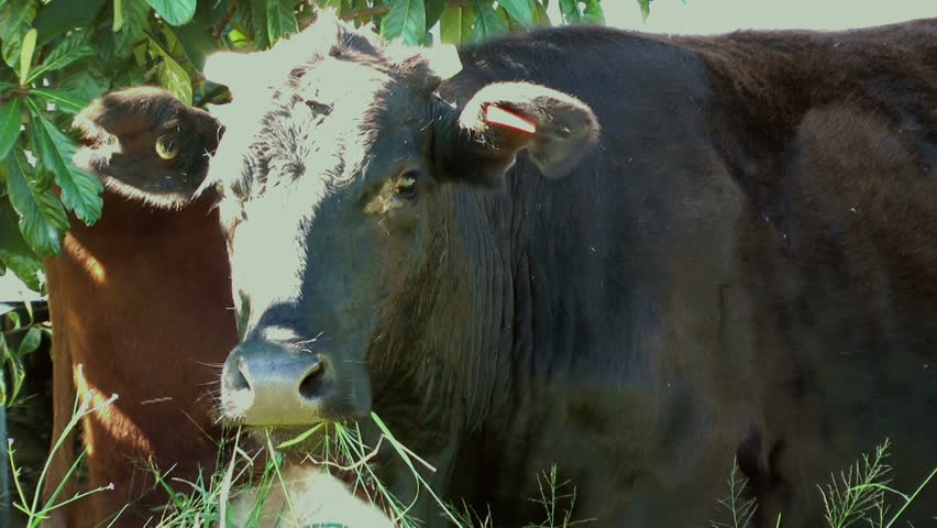 Australia - cows in field close up