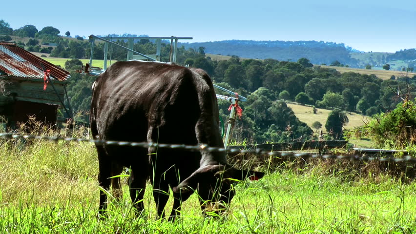 Australia - cow in field