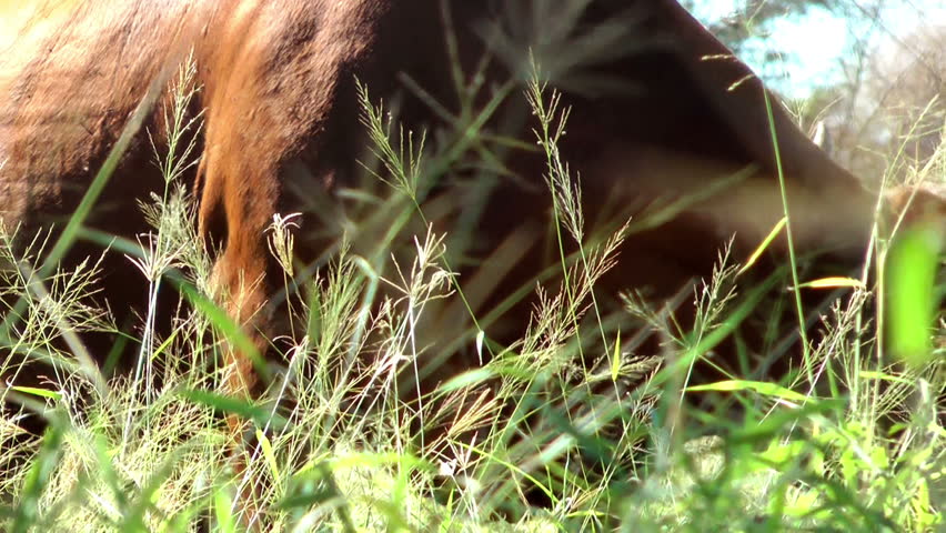 Australia - cow in field close up