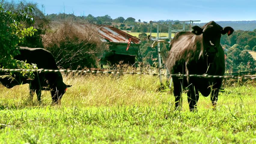 Australia - cows in field