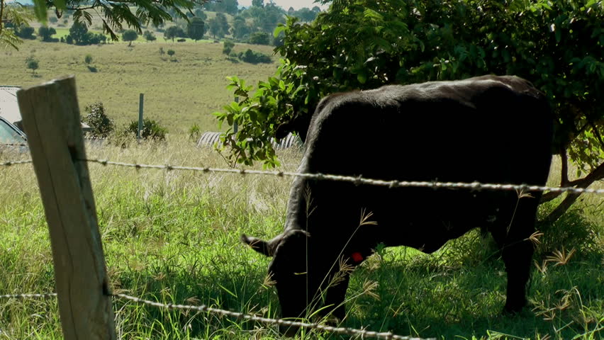 Australia - cow in field