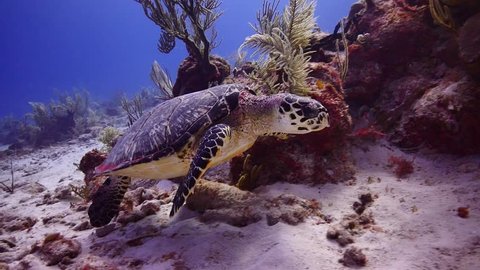 Vibrant Underwater Caribbean Life