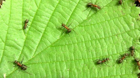 Ants on  leaf