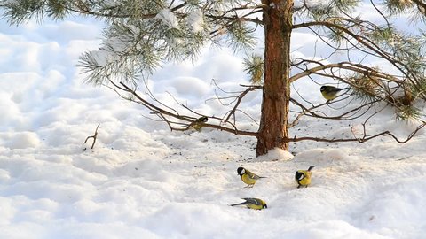 flock of titmice eating sunflower seeds on snow under a tree