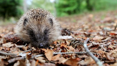 Hedgehog looks at the camera on a forest litter Stockvideo
