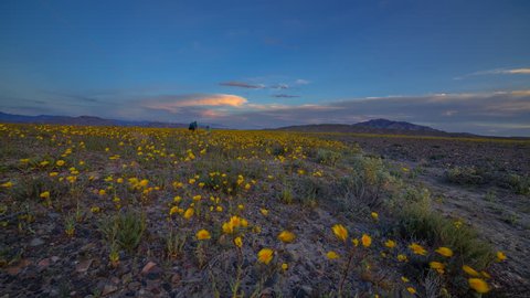 Death Valley Superbloom Sunset