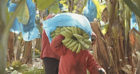 Workers in a banana plantation carrying banana clusters