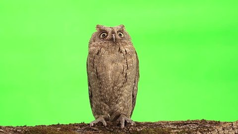 European scops owl on green screen