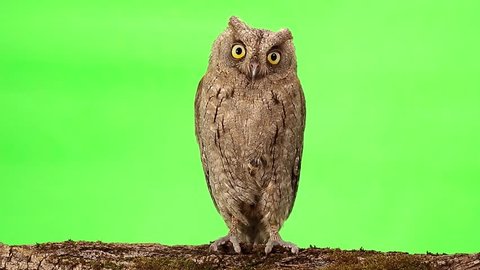 European scops owl on green screen