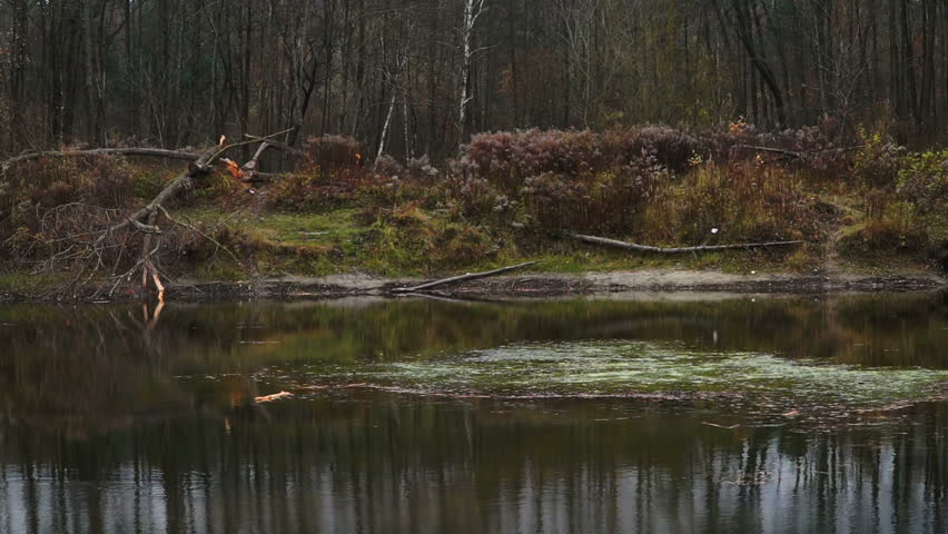 Lake of the Woods. Trees and leaves reflected in the water.