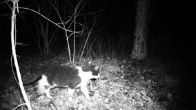 Black and white domestic cat eats food in the night in a forest. FullHD 1080 high definition video.