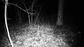 Cat walk in a dark wood in the night. Full HD high definition 1080p domestic, black and white cat.