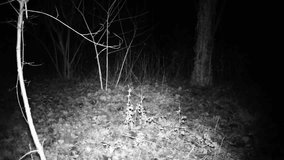 Hare (lepus or rabbit) walk in a dark wood in the night. FullHD 1080p wildlife video.