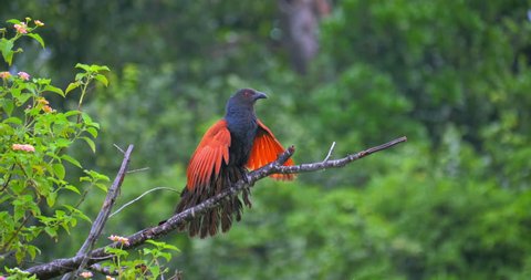 Wild Green Billed Coucal bird on tree branch in Yala national park in Sri Lanka