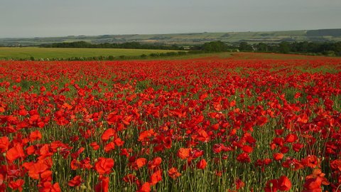 Red Poppies In Field; Scarborough North Yorkshire. England