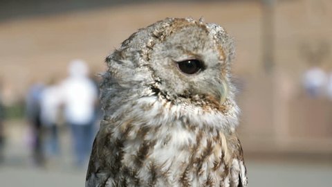Attractive tamed owl in the city in the park outdoors. Close-up