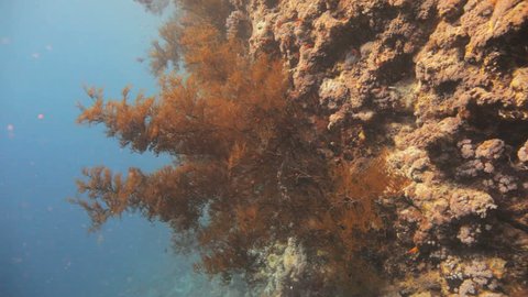massive black coral hanging on the reef