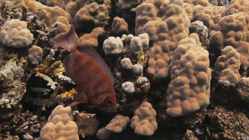 common big eye fish at the reef