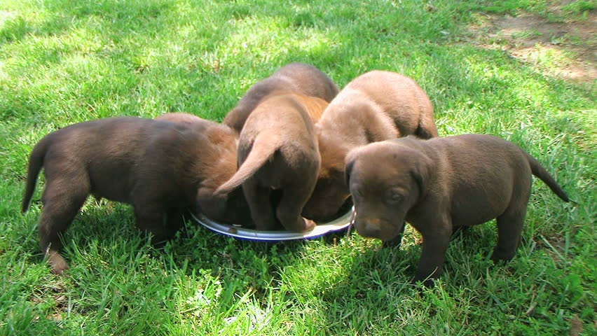 lab puppies compete food Stock Footage Video (100% Royalty-free) 224116