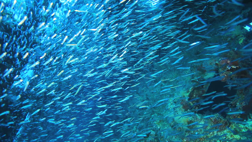 Big shoal Bait fish inside the ship wreck | Shutterstock HD Video #2241394