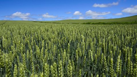 A wheat?field in summer
