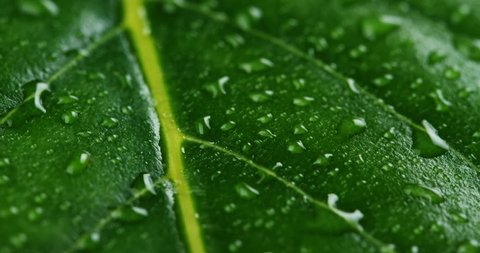 Macro shot of green leaves with drops of dew water over. Autumn concept, forest, trees, forest, rain, freshness