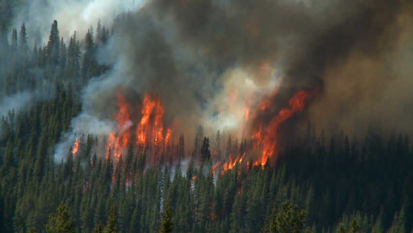 Forest fire in the Rocky Mountains