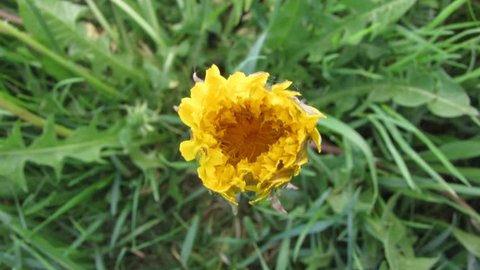 Dandelion opening its blossom - timelapse