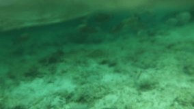 4K video,Lots of fish swimming underwater