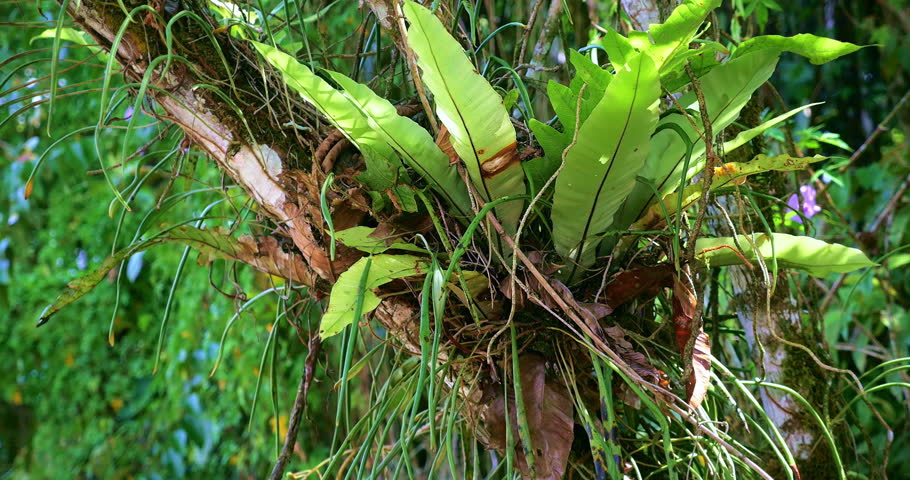Southeast asian jungle plants