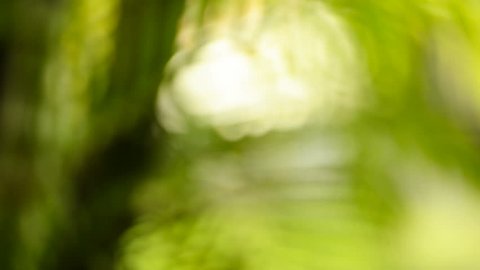 Green bokeh effect with slowly shifting focus revealing rain in the jungle with water splashing from leaves in high definition footage