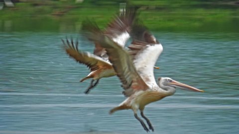 Amazing wildlife moment of two pelicans take off from water and fly in Sri Lanka