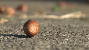 Hazelnut fruit falls on another - Powered by Shutterstock - Get 15% off with code: PIKWIZARD15