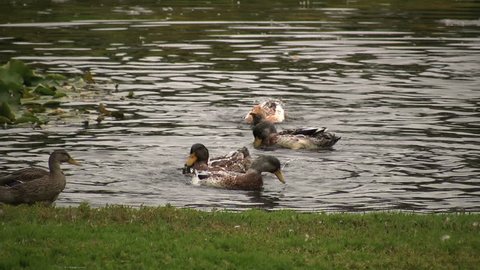eiders swimming in a small pond