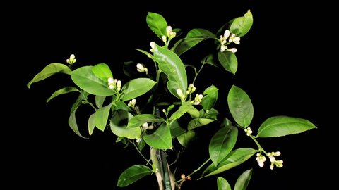 Lemon Blossoms On The Black Stock Footage Video 100 Royalty Free 5115137 Shutterstock