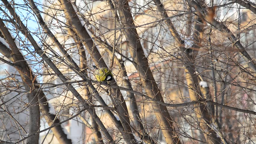 Titmouse sitting on the tree branch in the winter
