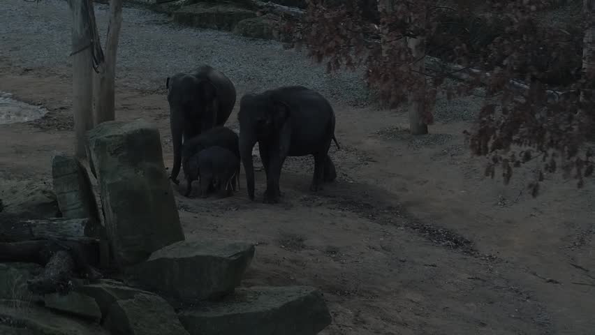 Elephant, baby elephant, ZOO, wild, Prague, Czech Republic, Europe, animals