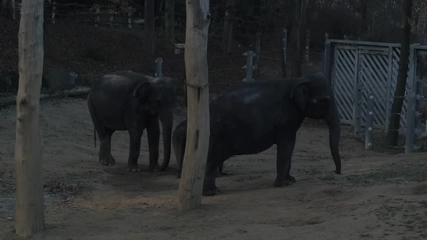 Elephant, baby elephant, ZOO, wild, Prague, Czech Republic, Europe, animals