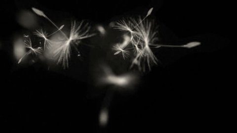 4k Flying dandelion catkins particle background. 6550_4k