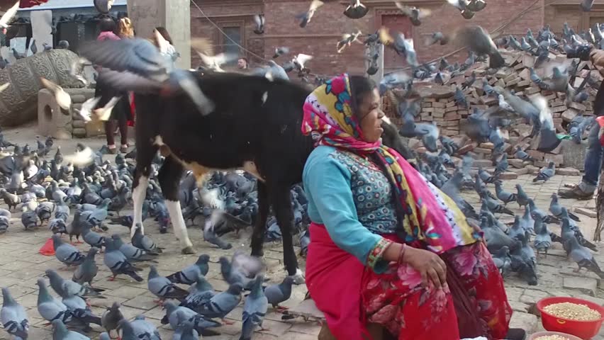 KATHMANDU, NEPAL - NOV 19: (HD/25 fps), Nov 19, 2016 in Kathmandu, Nepal. Largest city of Nepal, its cultural center, a population of over 1 mill people. woman feeding pigeons. slow motion
