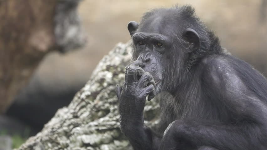 Front view closeup of chimpanzee scratching nose in super slow motion and flat color