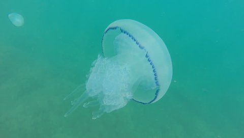 Jellyfish swims rhythmically along the Black Sea coast.Large tentacles. GoPro.