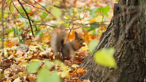 Squirrels frolic in the autumn forest, sequence