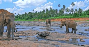 Curious wild large Sri Lankan elephant looking in camera and walks in Pinnawala